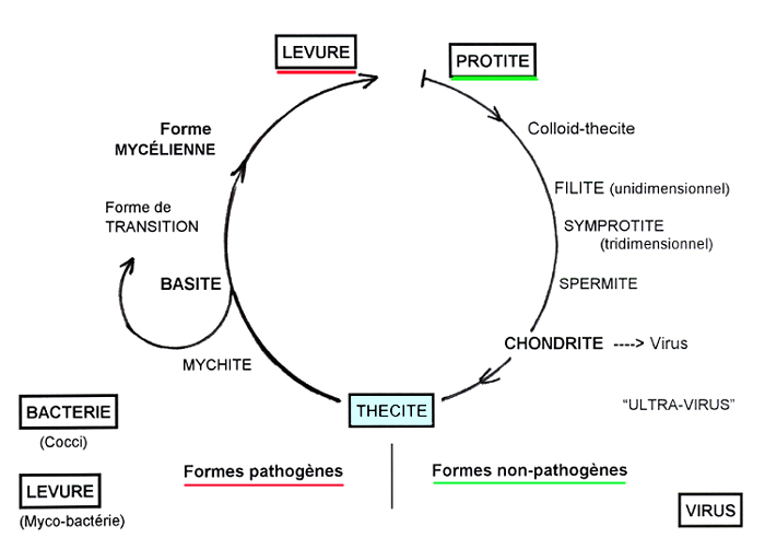 le cycle d'évolution de l'endobionte