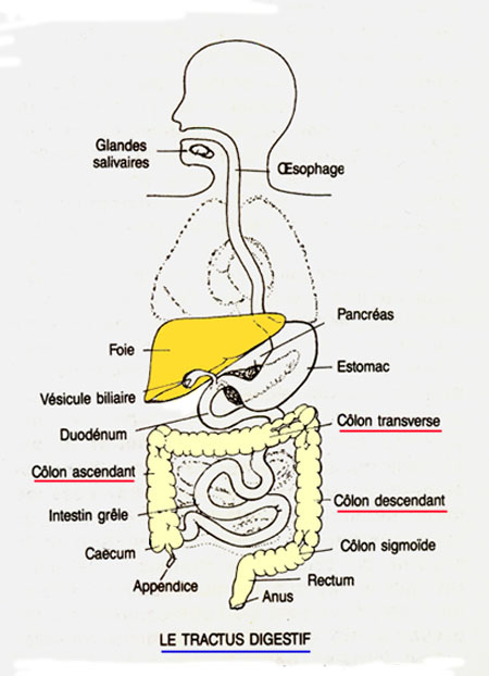systme digestif