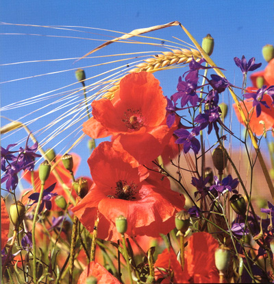 bl et coquelicot