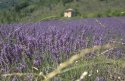 l'aromath�rapie en provence
