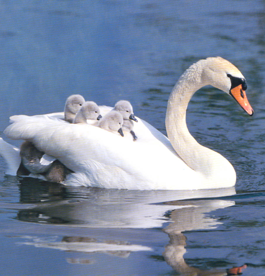 Maman cygne et ses petits, symbole de la puret et de la douceur