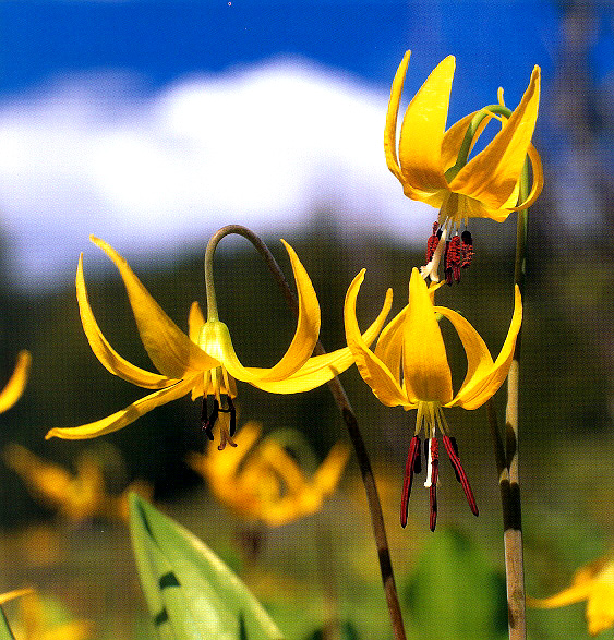 fleurs jaunes