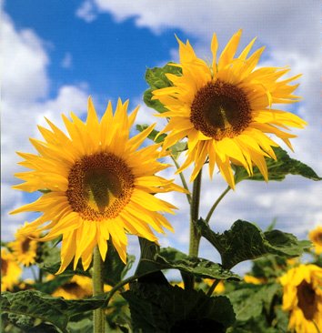 tournesol