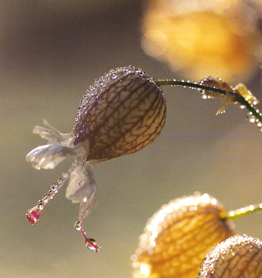 fleur en hiver