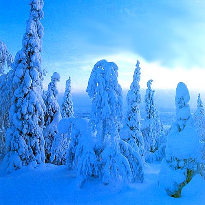 sapins sous la neige