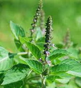 Tulsi