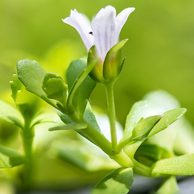 Bacopa brahmi