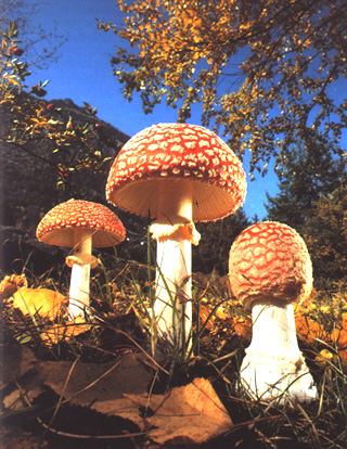 Champignons