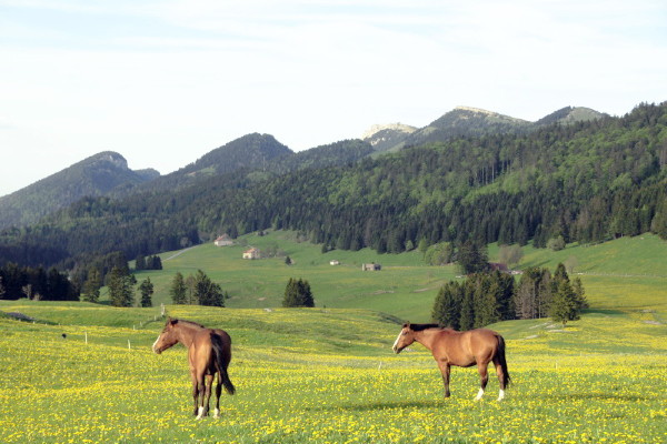 Chevaux au paturage aux Grangettes