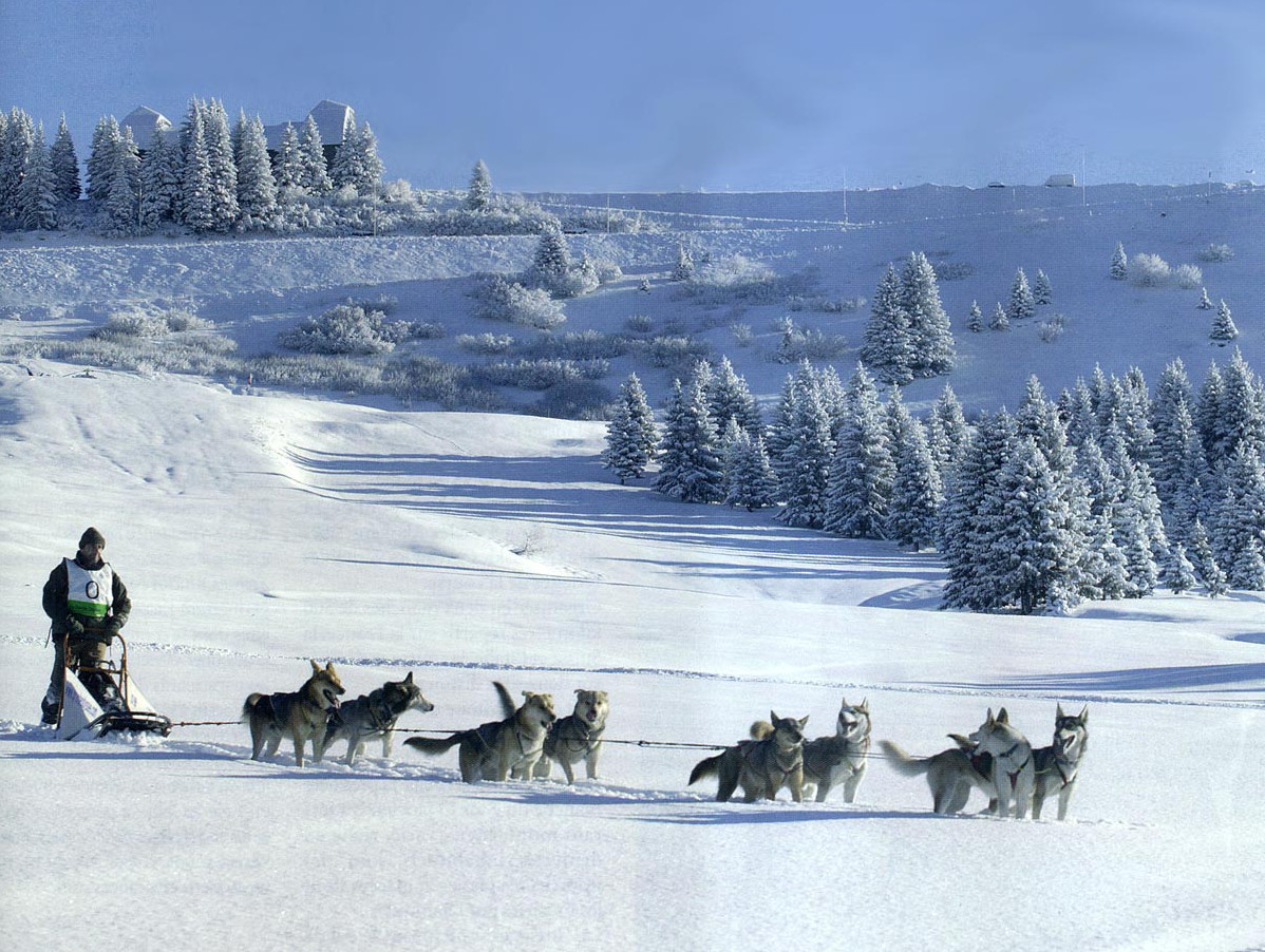Comptition de chiens de traineau dans le village voisin.