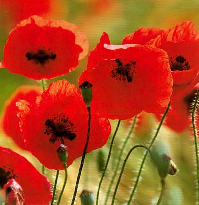 coquelicots