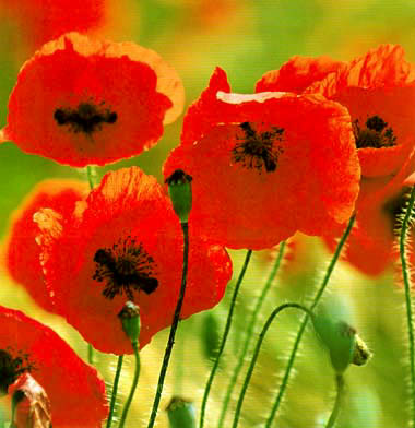 coquelicot