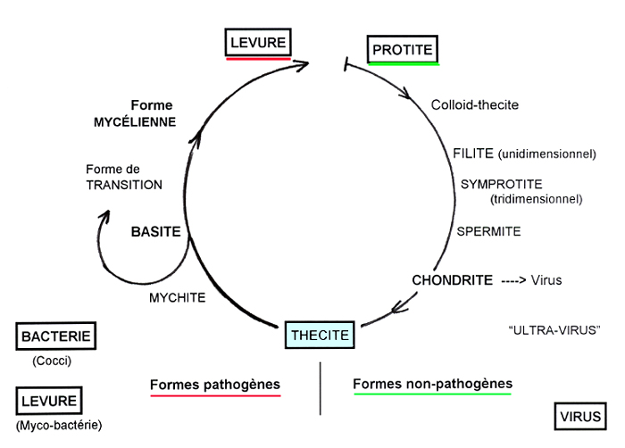D cycle. Саматиды циклы. Соматиды. Саматиды.