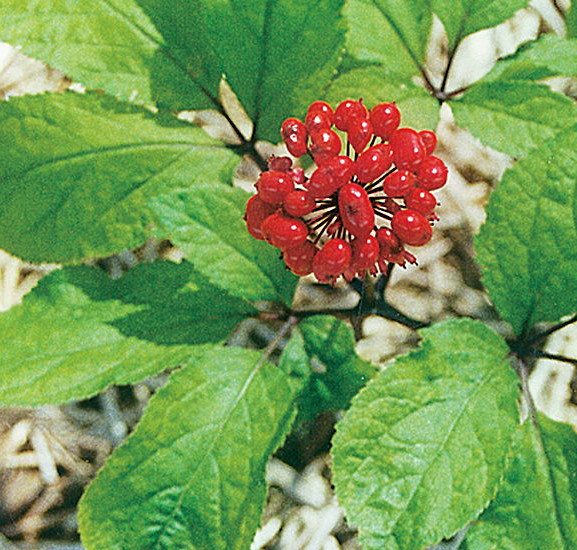 Ginseng