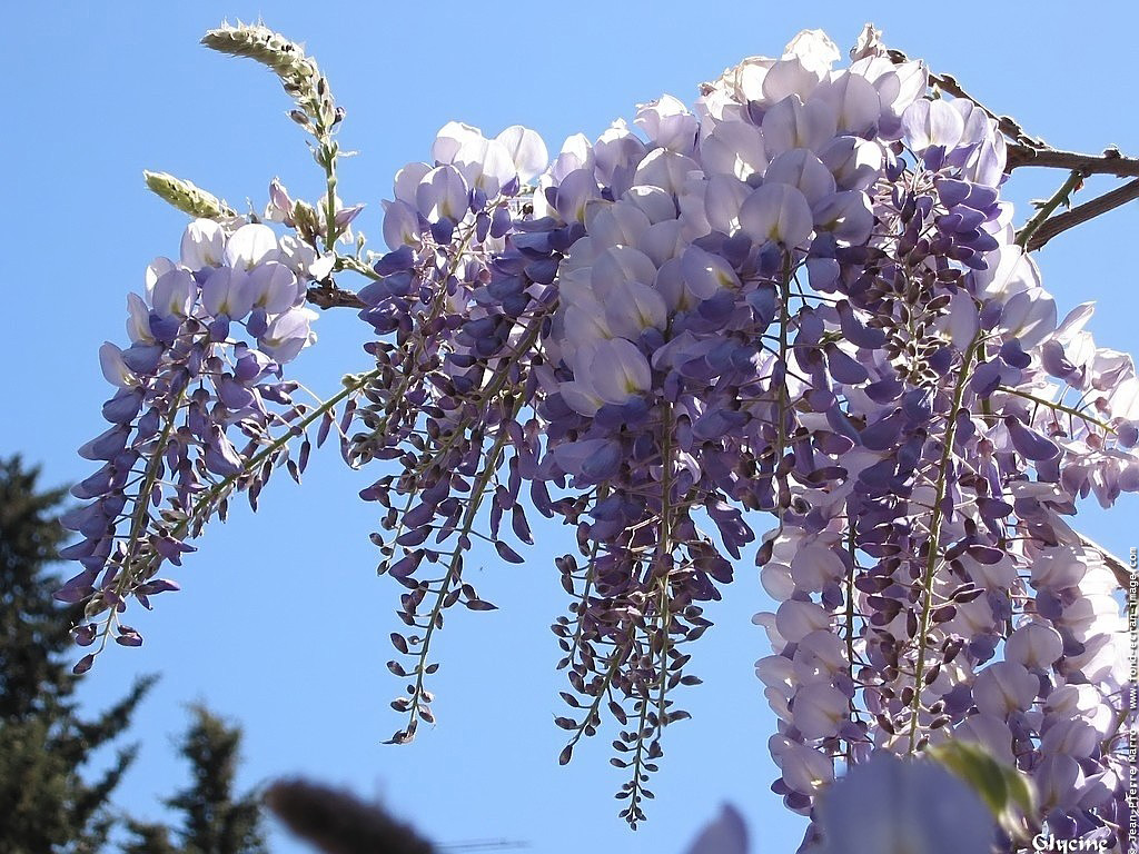 Fleurs de glycine