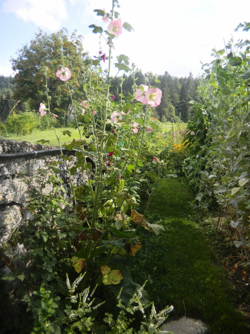 Quelques fleurs du jardin