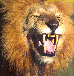 lion