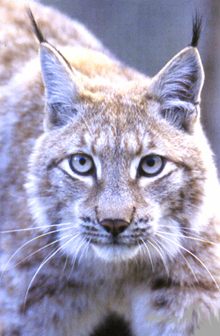 Lynx