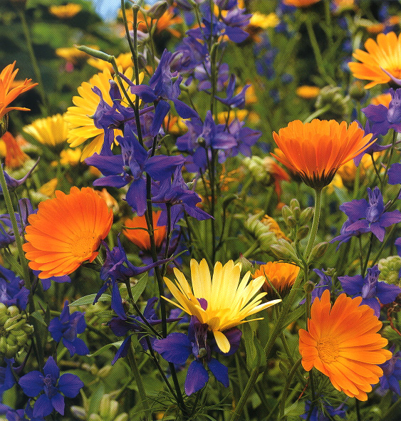 bouquet de fleurs