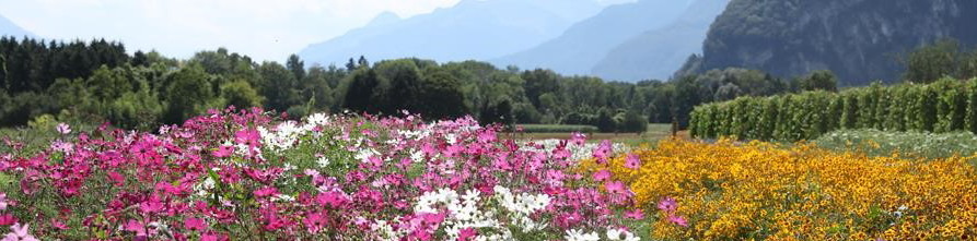 champ de fleurs