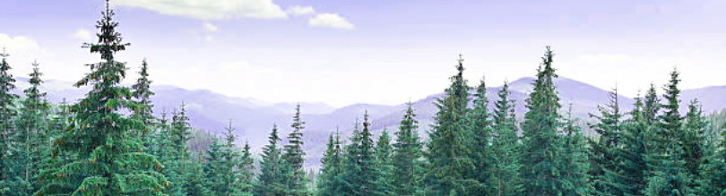 Fort sapins
