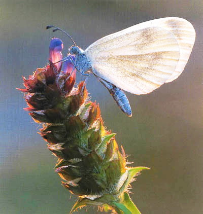 papillon sur une fleur