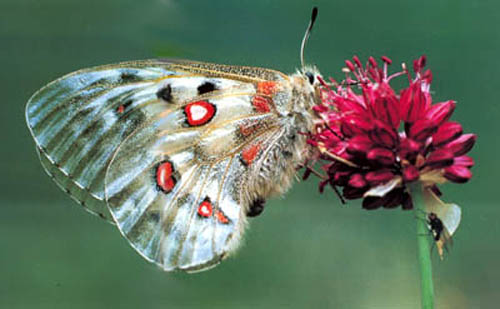 papillon