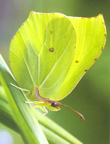 papillon