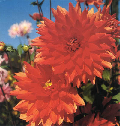 fleurs