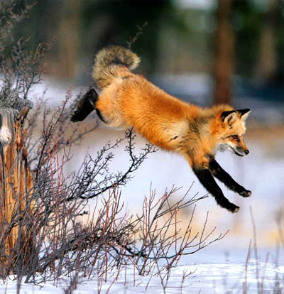 renard