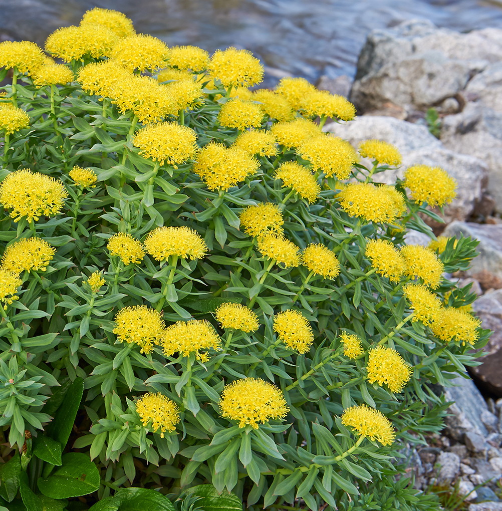 Rhodiola