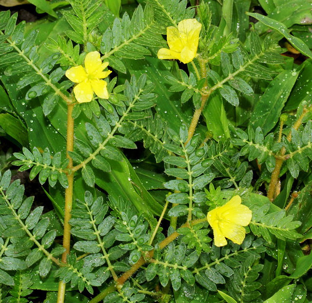 tribulus Terrestris