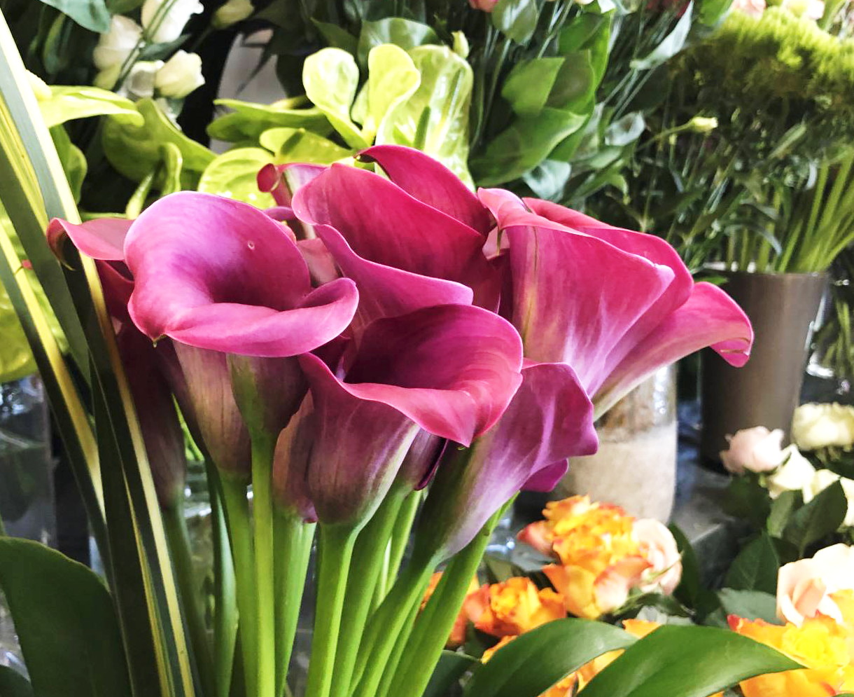 fleurs-calice