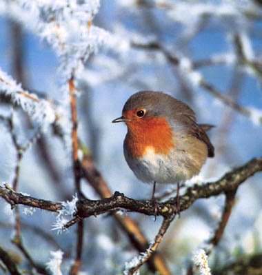 rouge-gorge
